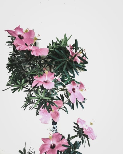 粉色的芙蓉花
